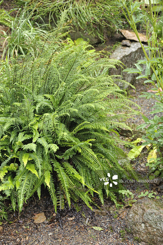 硬叶蕨，塔兰特森林植物园，德国萨克森州塔兰特图片素材
