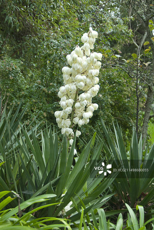 棕榈百合（光荣丝兰）图片素材