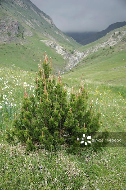 弯松挂钩图片素材