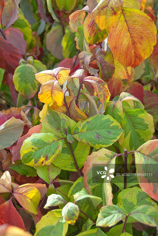 开花的山茱萸图片素材