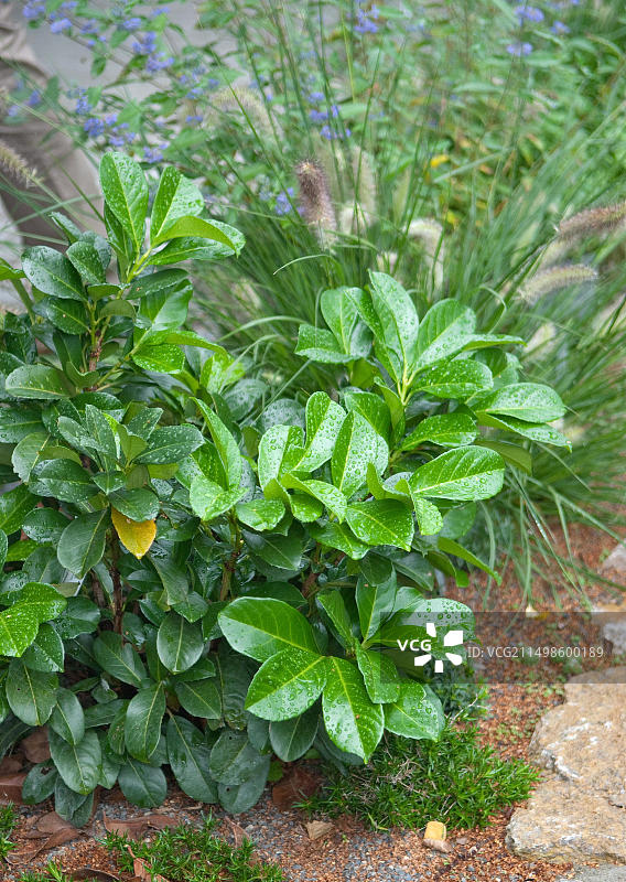 月桂樱桃，Veitshoechheim，81图片素材