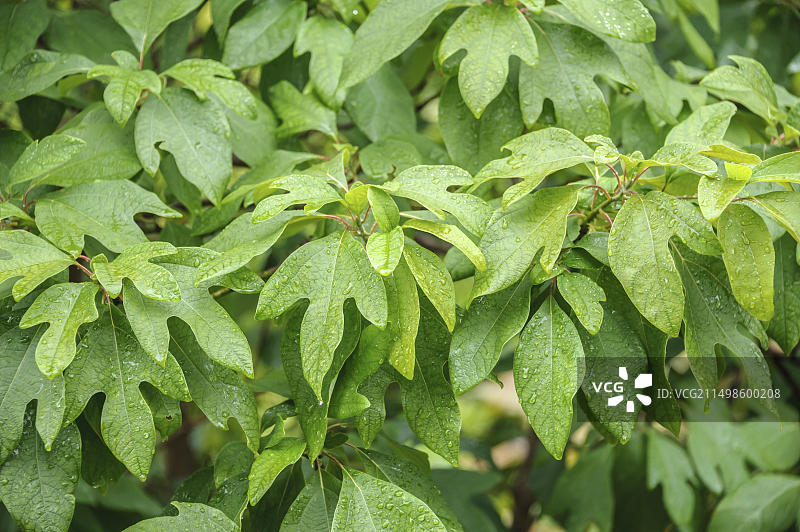 白胡椒树，德累斯顿植物园，德国萨克森州德累斯顿，欧洲图片素材