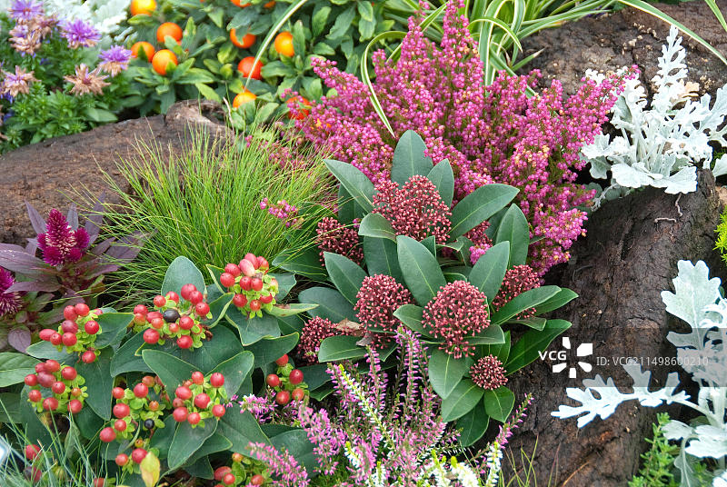 茨维申安花园公园秋季植物图片素材