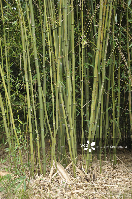 黄金间碧竹图片素材