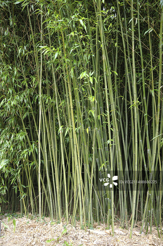 箬竹，Rhodo 2014，81图片素材