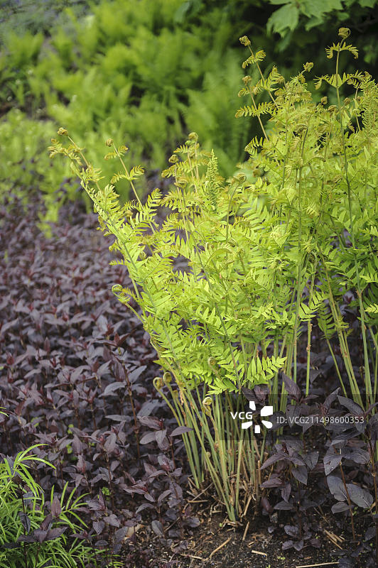 欧洲德国皇家蕨类植物图片素材