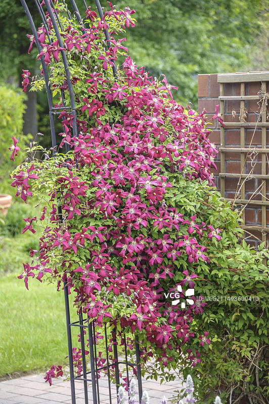 铁线莲(铁线莲' Julia Correvon夫人'),Pflanzen Koelle, Wildau,勃兰登堡,德国,欧洲图片素材