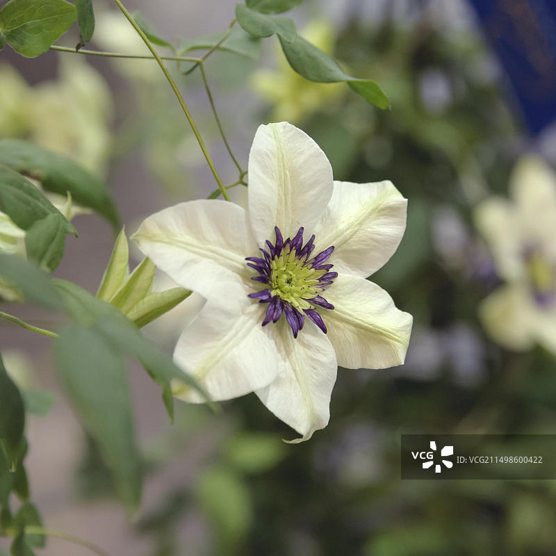 铁线莲VIENNETTAR，埃森国际植物展览会，德国北莱茵-威斯特法伦州埃森图片素材