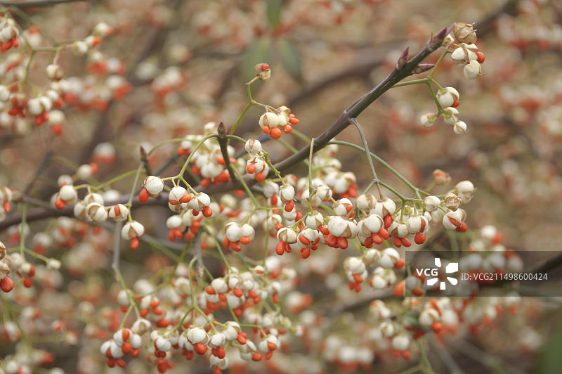 德国萨克森州包岑的金边大叶黄杨图片素材
