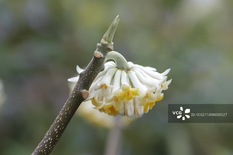 德国巴特岑的结香花图片素材