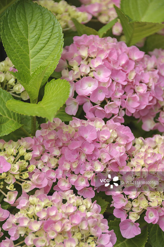 粉色无尽夏绣球花图片素材