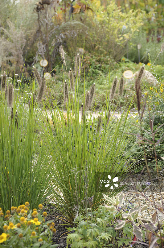 清洁狼尾草灯，德国萨克森州勒鲍图片素材