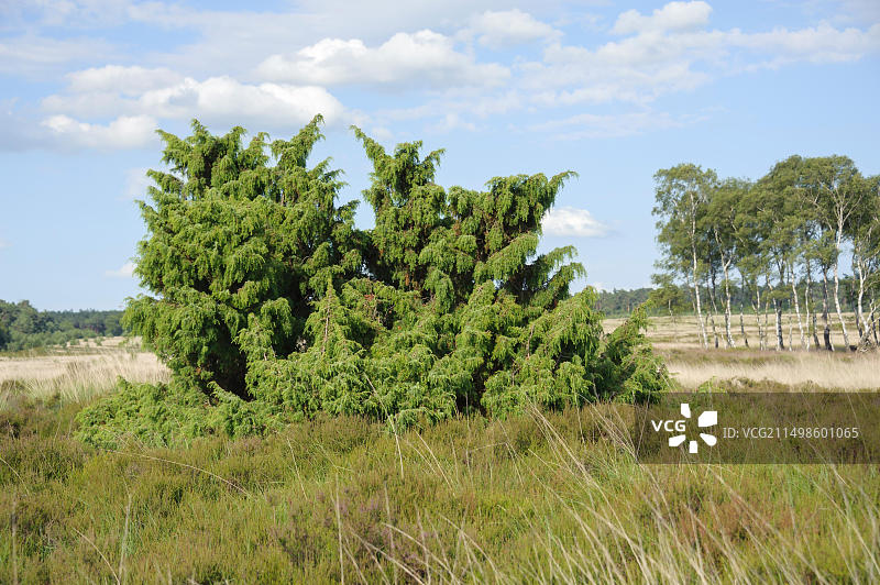 普通欧洲刺柏，荷兰图片素材