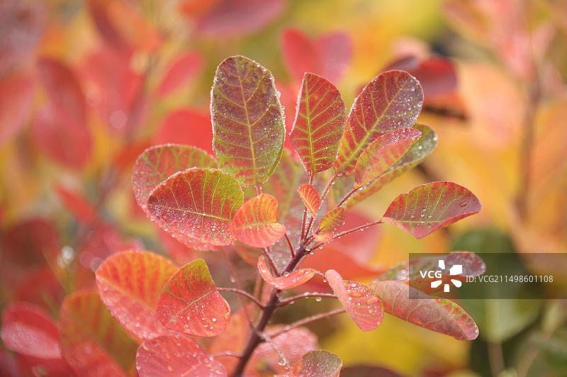 黄栌灌木图片素材
