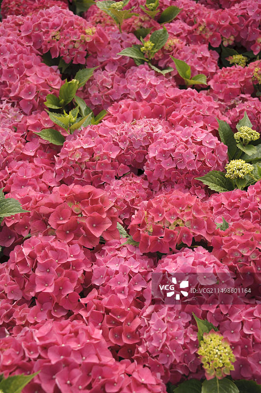 花园绣球花图片素材