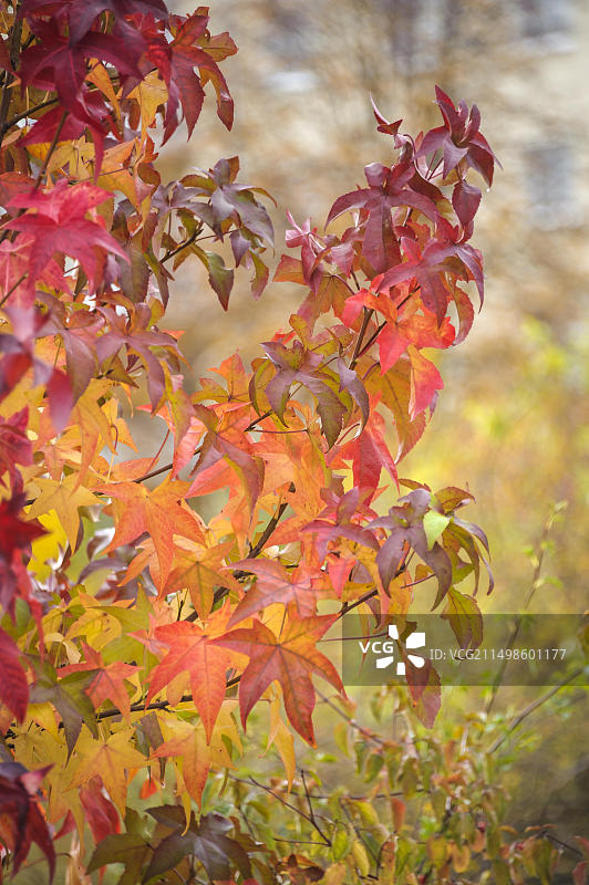 德国萨克森州的美洲枫香树图片素材