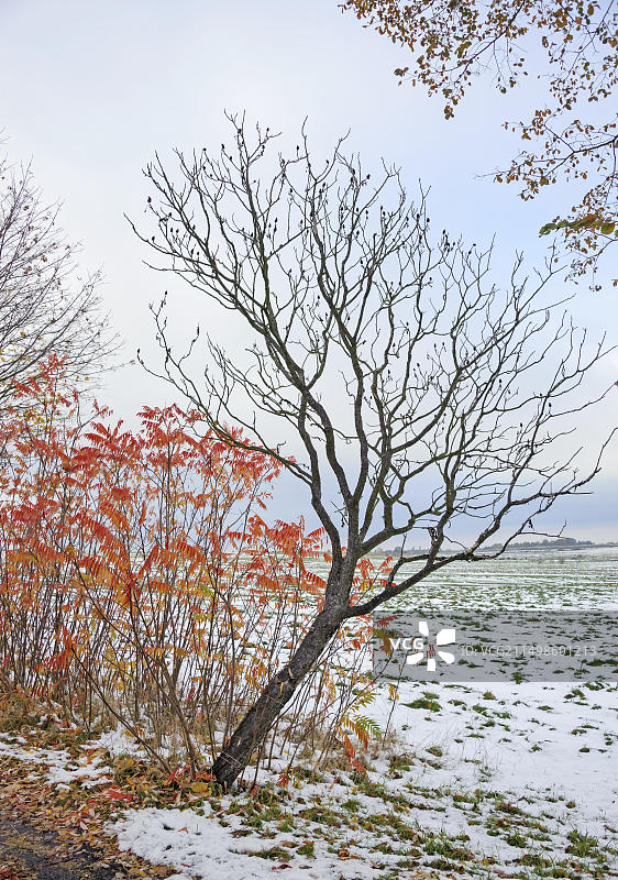 漆树，德国萨克森州赫姆斯多夫图片素材