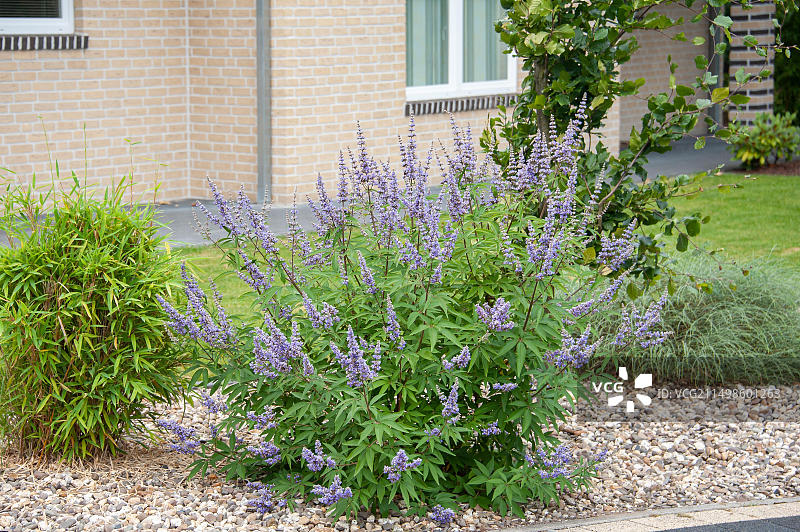 剑桥植物园的蔓荆（阔叶蔓荆），荷兰图片素材