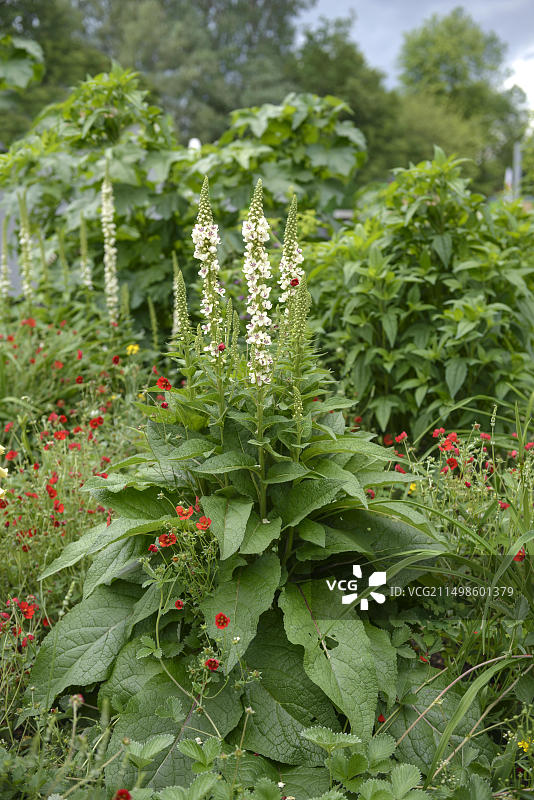 白色毛蕊花(Verbascum nigrum var. album),汉堡国际园艺展2013,德国汉堡图片素材