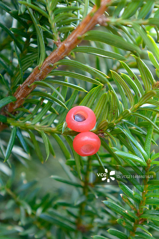 日本紫杉（矮生变种），六义园，藏王山，本州，日本，亚洲图片素材