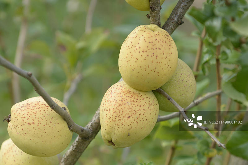 德国萨克森观赏海棠图片素材