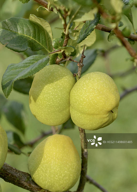 野果园中的日本木瓜（海棠）图片素材