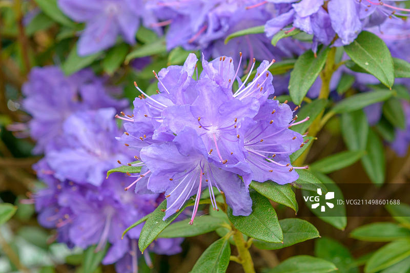 阿拉斯加杜鹃花，德国勃兰登堡州古本图片素材