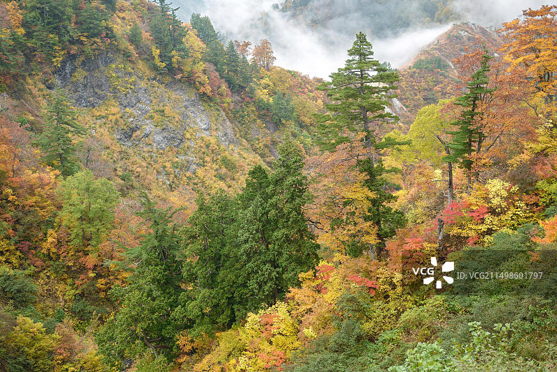 日本本州白山国家公园的少女松树和枫树图片素材