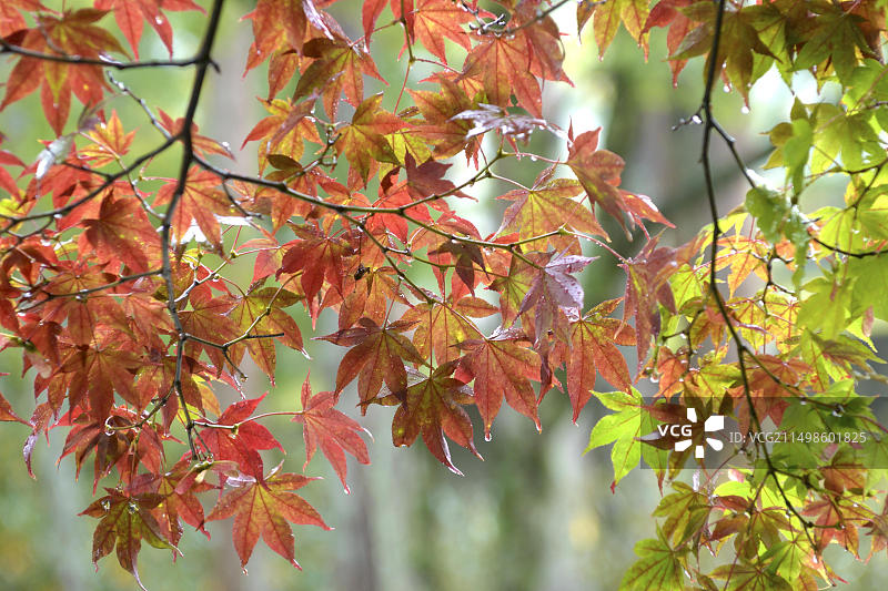 日本光滑的日本枫树图片素材