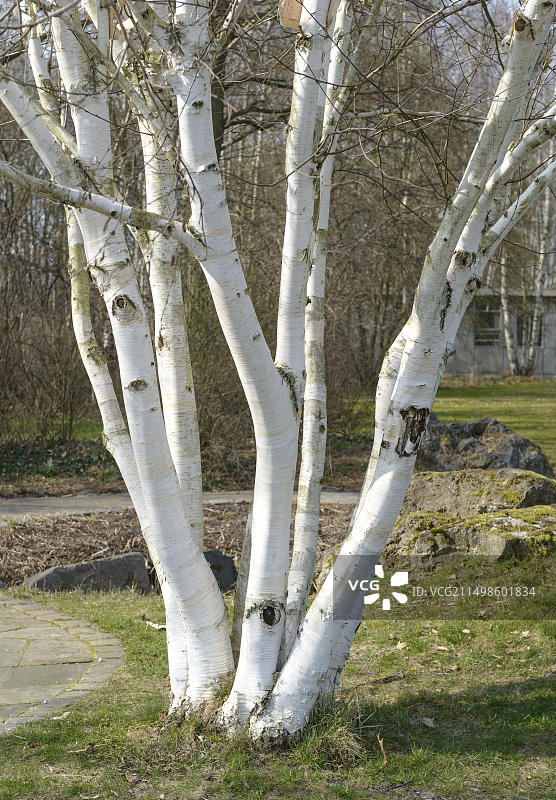 喜马拉雅白桦树，德国柏林图片素材