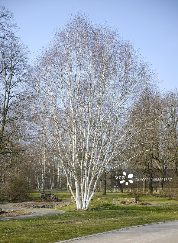 喜马拉雅白桦树，德国柏林图片素材