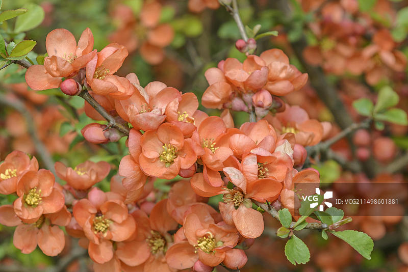 日本木瓜（Chaenomeles japonica）图片素材