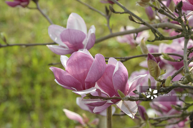 德国萨克森州弗雷塔尔的紫玉兰图片素材