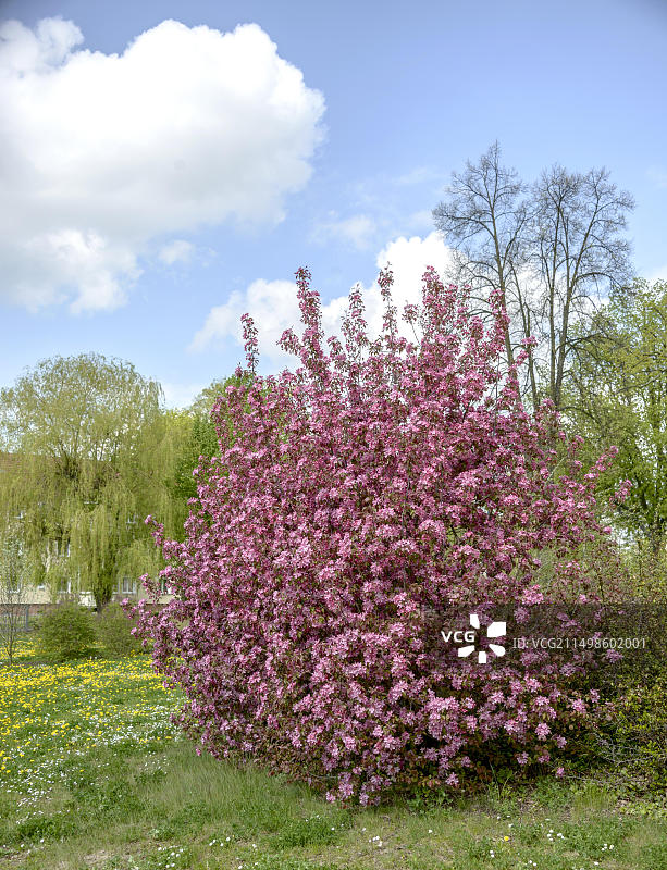 德国格尔利茨观赏苹果图片素材