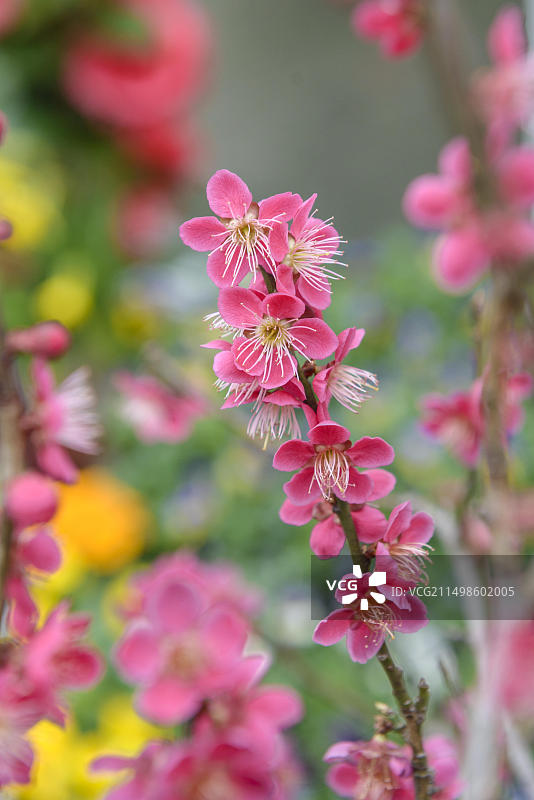 德国萨克森包岑的日本杏图片素材