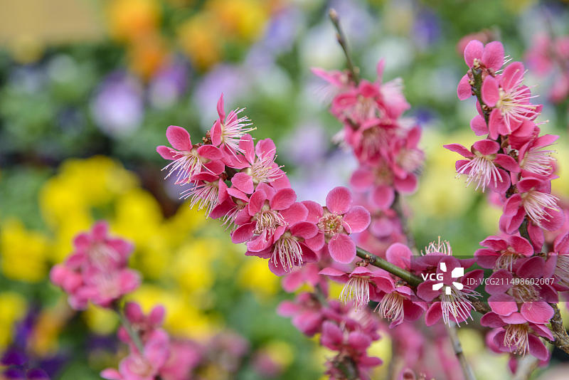 德国萨克森包岑的日本杏图片素材