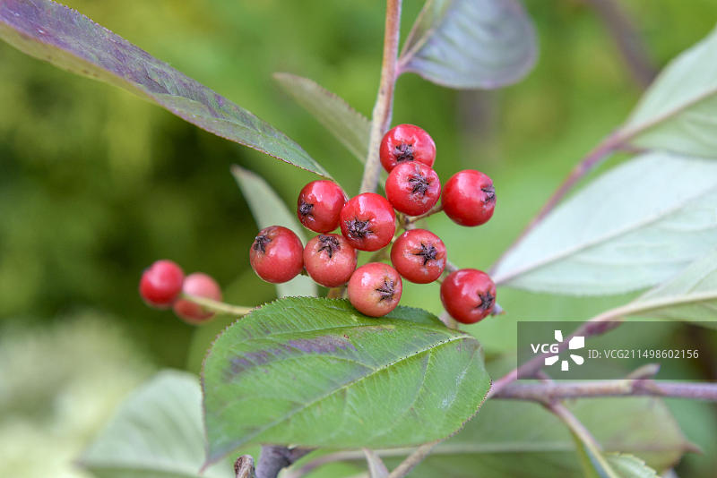 毛毡苦樱桃(Aronia arbutifolia 'Brilliant), BS Saemann,包岑,萨克森,德国,欧洲图片素材