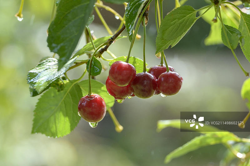 酸樱桃，德国萨克森州图片素材