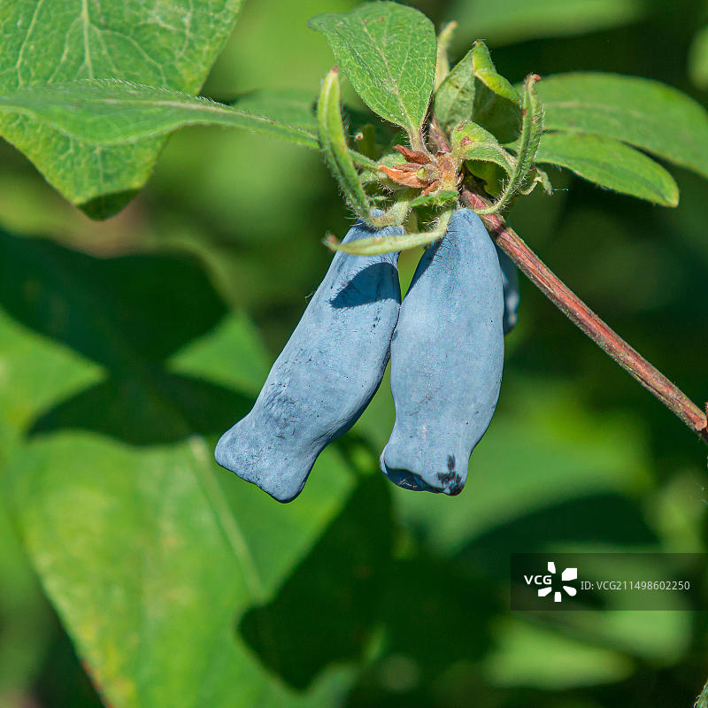 德国联邦植物品种局MARQ测试中心图片素材