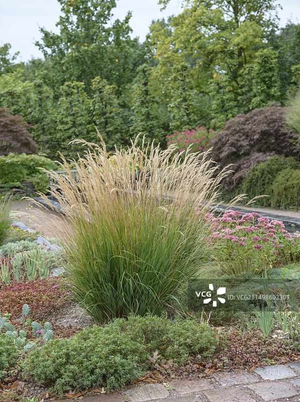 银耳草(Stipa calamagrostis)， Foerster-Garten，柏林，德国，欧洲图片素材