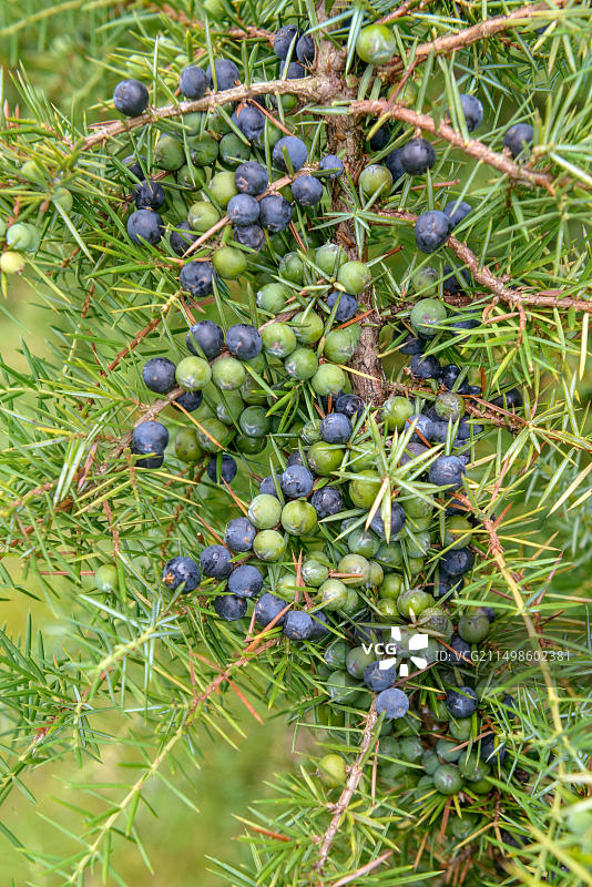 欧洲德国斯图加特霍恩海姆花园的普通刺柏图片素材