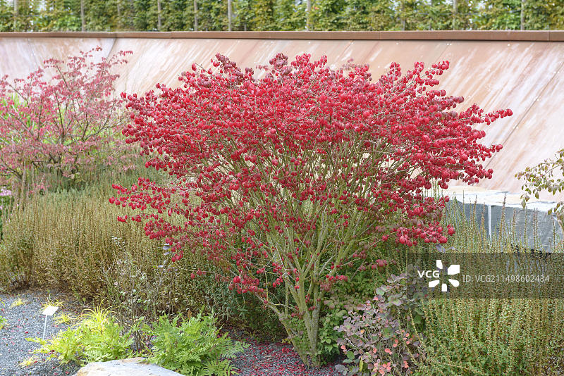 翅果麻栎（Compactus品种），黑森州园艺展，吉森，黑森州，德国，欧洲图片素材