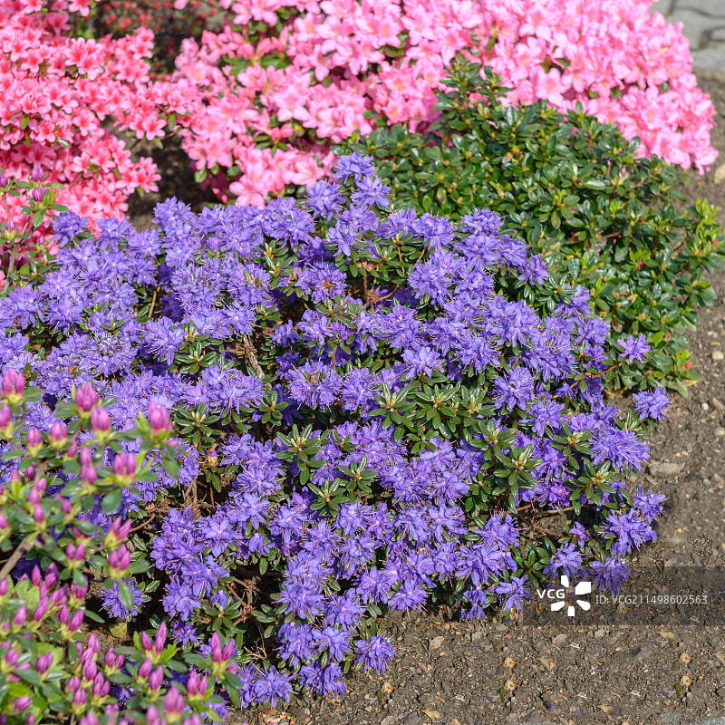 阿拉斯加杜鹃花，德国萨克森州包岑图片素材