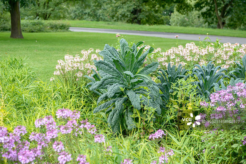 黑托斯卡纳甘蓝，2015年哈弗尔地区联邦花园展，勃兰登堡，德国，欧洲图片素材