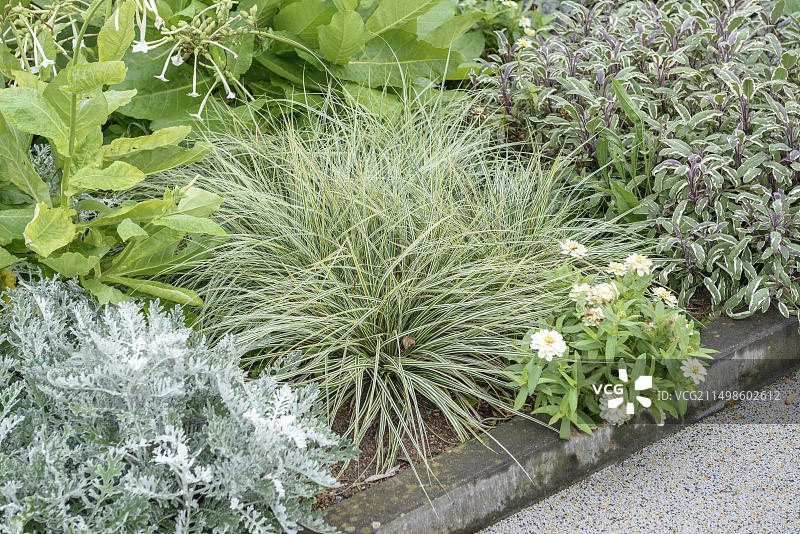 日本苔草(Carex oshimensis EVEREST)，哈弗尔地区联邦花园展2015，拉特诺，勃兰登堡，德国，欧洲图片素材