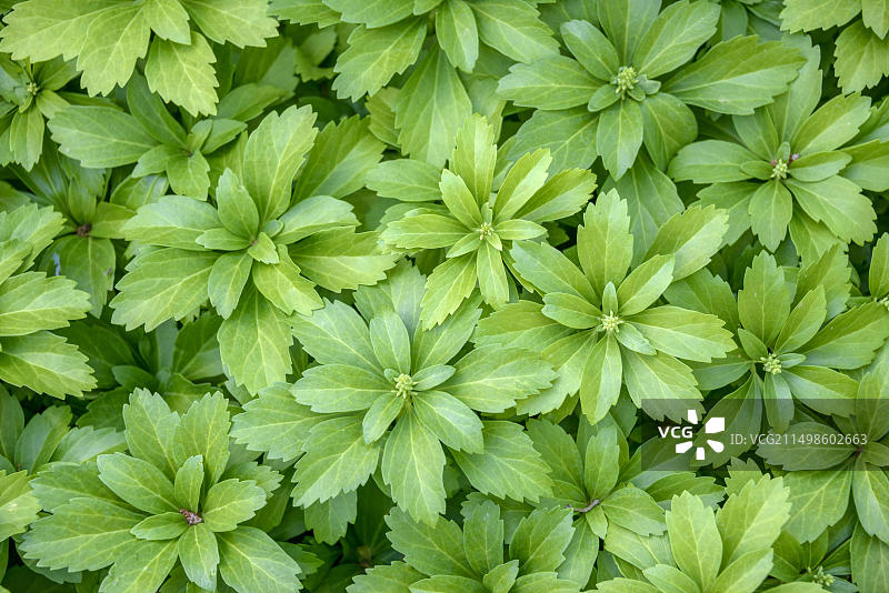 日本观音草图片素材