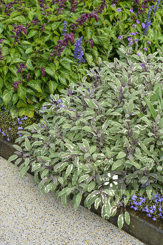 鼠尾草（三色丹参），2015年哈弗尔地区联邦园艺展，拉特诺，勃兰登堡，德国，欧洲图片素材