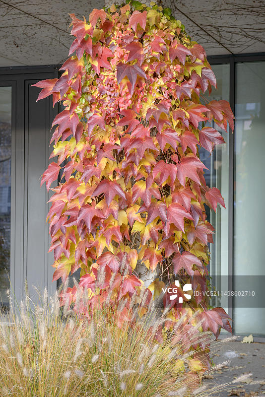 三叶爬山虎，德累斯顿，萨克森州，德国，欧洲图片素材