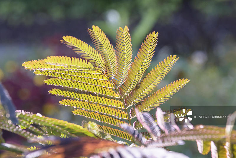 德国奥斯纳布吕克合欢树图片素材