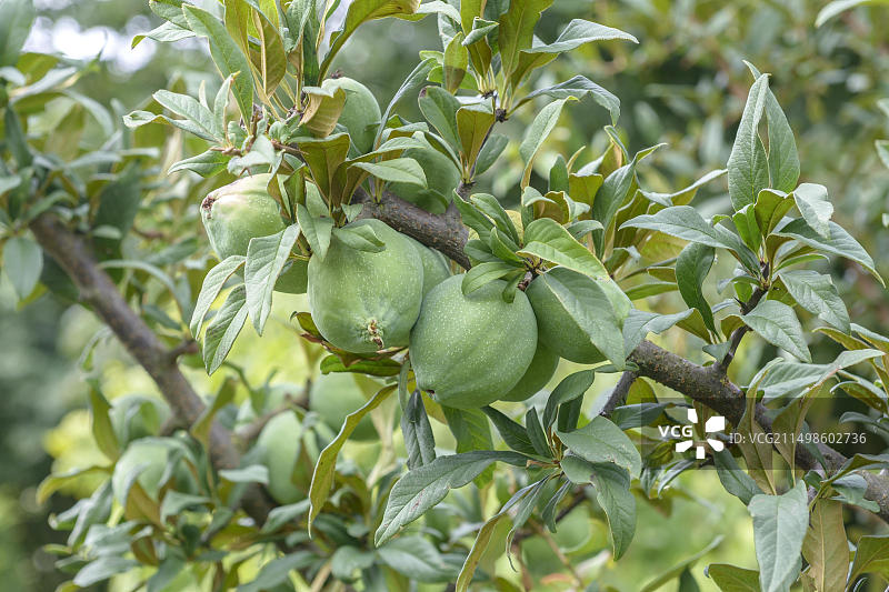 中华木瓜：德国罗斯endahl-Holtwick的Paul Schwieters苗圃图片素材